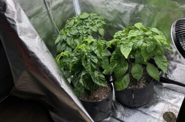 Blooming Problems