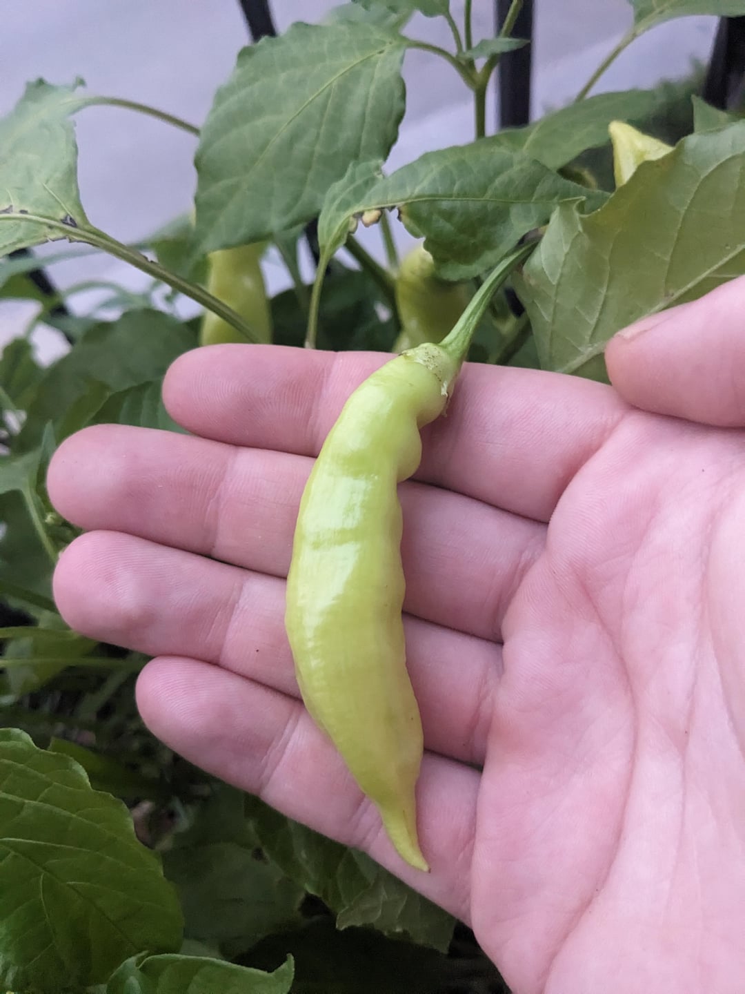 What are these peppers? Chili Chili