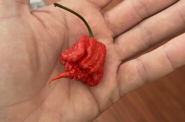 Help identifying this pepper