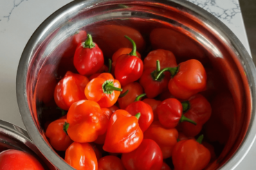 Late and first harvest. I got about 40 today, but easily over a 100 green ones left (between 2 plants) and ideas to ripen them any faster?