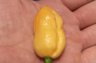 Freak cross through pollination. This chilli, is supposed to be a chocolate scorpion, but it seems as though the Lemon Drop beside it has pollinated it. I know, NORMALLY, hybrids come from seed, NOT growing, flowering and fruiting plants. Anyone else experience this sort of thing???