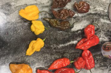 Can anyone help identify? Came as a spicy pepper mix.