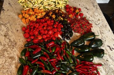 Final harvest before cut down