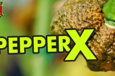 Pepper X World Record. A Professionals Opinion