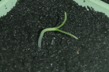 Yay my Bhutu Jolokia sprouted!!