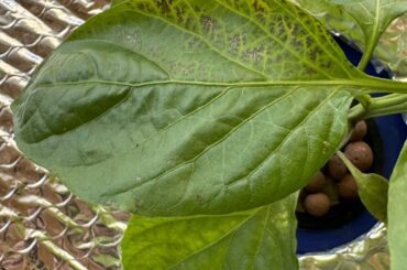 Spots on leaves