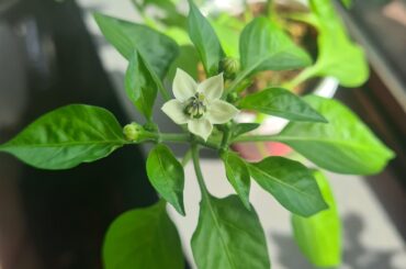 Can someone help identify this specie of capsicum? Also a link to an in depth identification guide for species would be much appreciated.