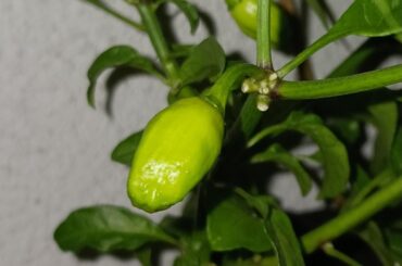 What is this pepper?