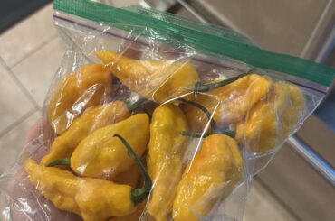 What type of pepper is this holy s&1$&!!!!!!