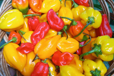 Habaneros ! Arguably the best tasting peppers.