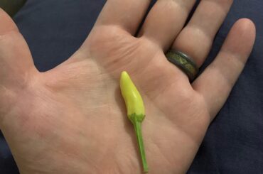 Pepper ID?