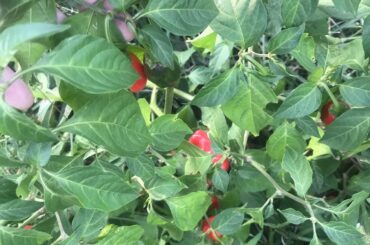 What pepper is this?