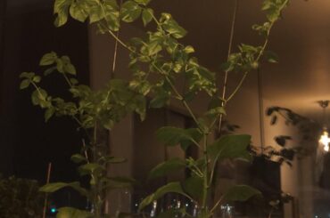 habanero plant keeps growing but throws off flowers