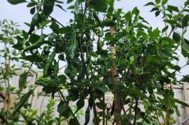 Pepper ID