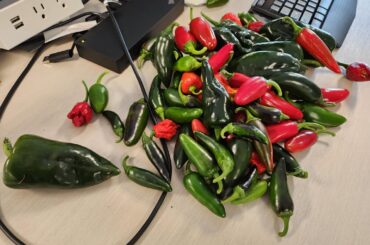 My Co-Worker's morning harvest
