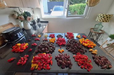 Harvest of the day