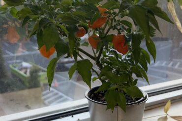 Orange Habanero Growing in my Office Window