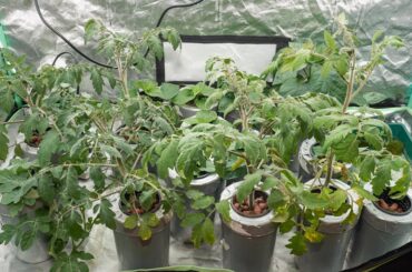 14 days since last update and in that time; ppm from 300 to 800 and grow light from 60% to full power. Pic 1: Tomatoes taking over Pic 2: Tomatoes out of the way to show chilies Pic 3: Taken 14 days previous.