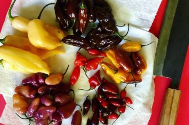Pickling a few different kinds so I can see the differences. Should be a wild ride!
