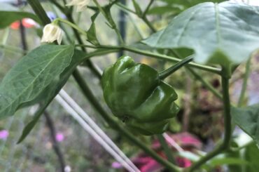 Any idea what pepper I'm growing? Co-worker said the seeds were from a pepper from her home in Argentina and she doesn't remember the name.
