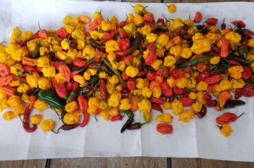 Another Harvest