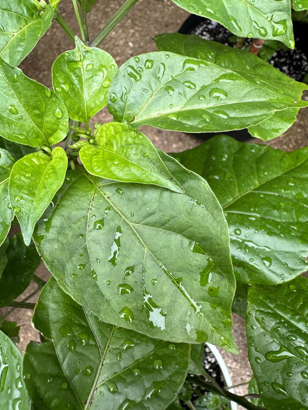 Black specks all over leafs Chili Chili