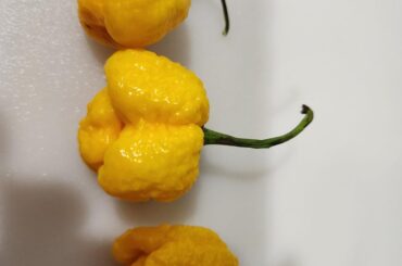Help identify