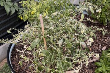 Struggling fish pepper. What’s wrong?