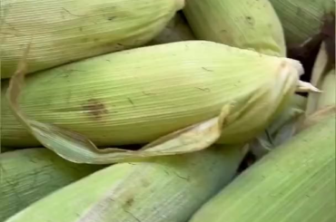 Some Tamales made from absolute scratch. (Please ignore gusano @ 0:07)