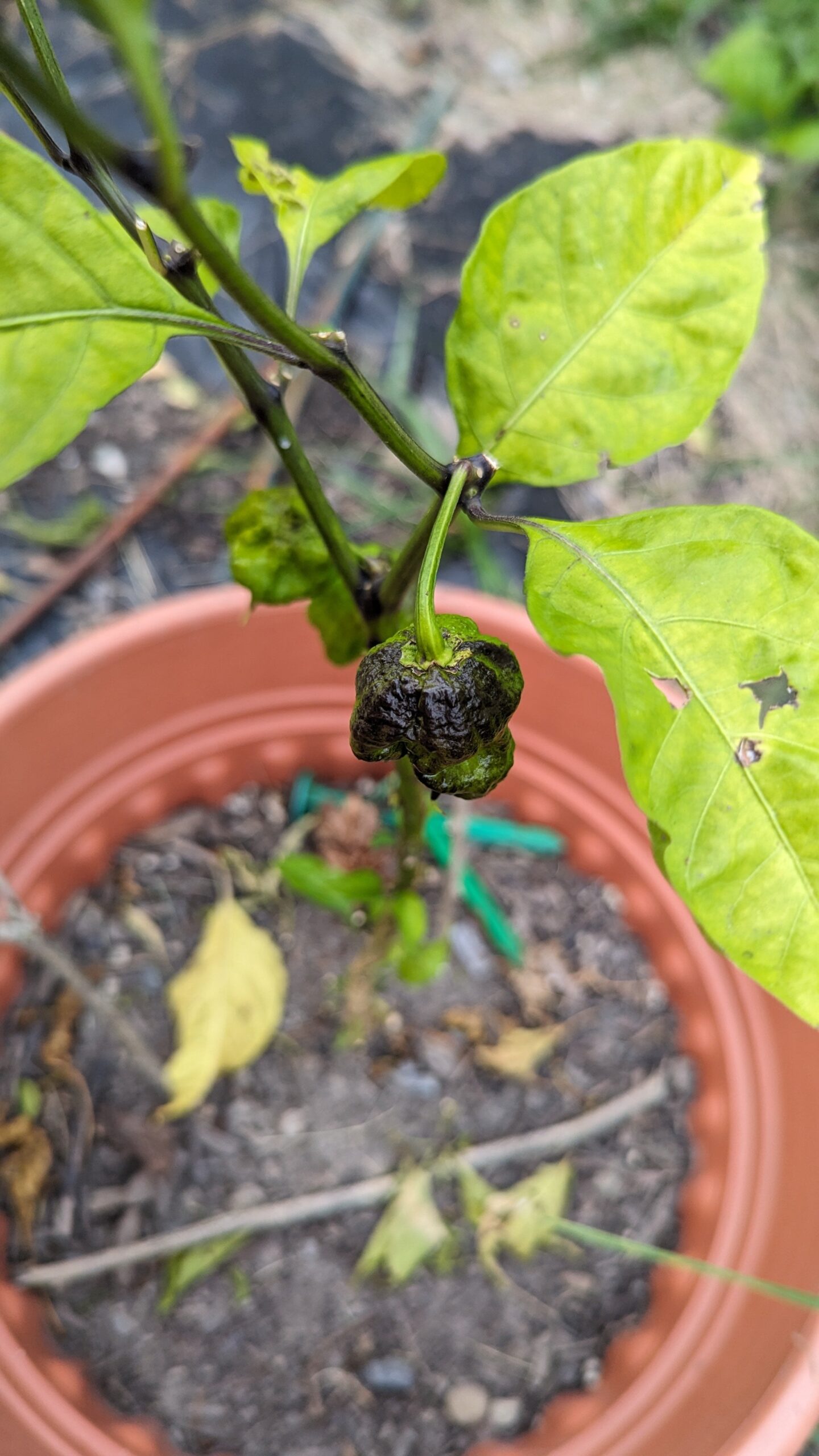 What is the cause of this black spot on peppers? Chili Chili