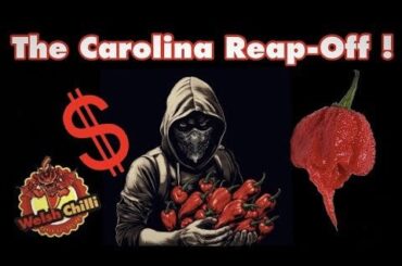 Is the Carolina Reaper Truly the Hottest Pepper In The World? Uncovering the Controversy