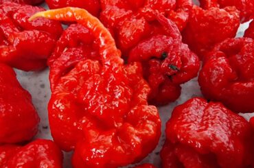 Carolina Reaper Chilli Seeds Chilli Seeds For Sale - Carolina Reaper Chilli Seeds Pepper Seeds For Sale - Red Dragon Seeds
