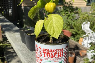 KSLS in a can