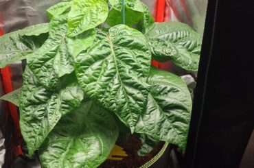 Carolina reaper or is it?