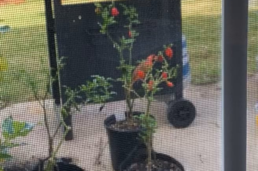 A cardinal casually devouring my Carolina reaper