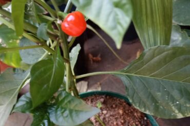 What pepper is this?