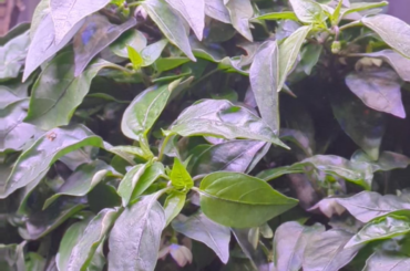 Mambo Purple Orange x Peter Pepper Red, F1
