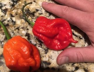 Pepper Identification- Death Spiral Cross?
