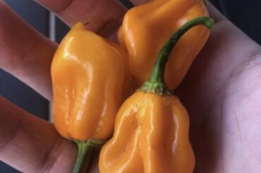 A few habaneros from my first harvest