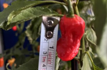 Can any of you pepper experts help me identify my mystery peppers?