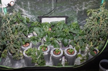 Last tent group picture before I split them up. Tomatoes are going out today, chilies get another week in the tent.