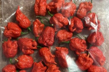 Something slight from the garden