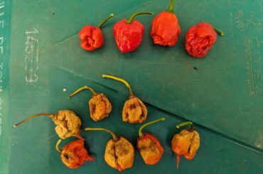 Whats wrong with my reapers?