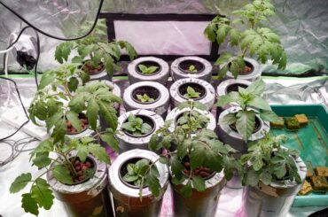 Seedlings are now in their Kratky containers, light is on half power and the nutrients are at 1/3rd of full strength. As usual the tomatoes are taking off whilst the chilies are taking their time. The water melon is doing a good pace and the tray on the right is where I put in more chili seeds.