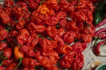What do I do with roughly 60 Carolina Reapers?