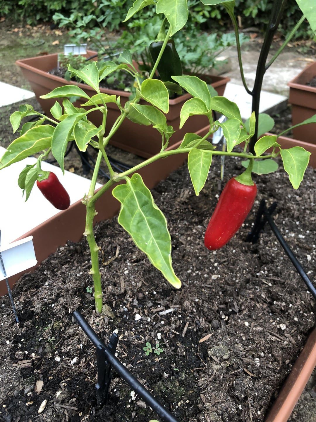 What is this split in my jalapeno? - Chili Chili
