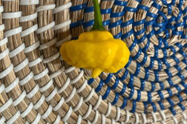 Lemon Khang Starburst
