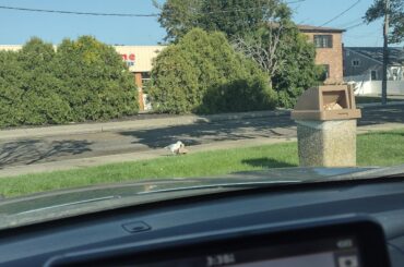 This bird is just trying to Live Mas. Respect.