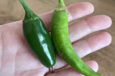 Need help Identifying pepper on the right?