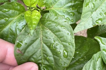 Black specks on leaves